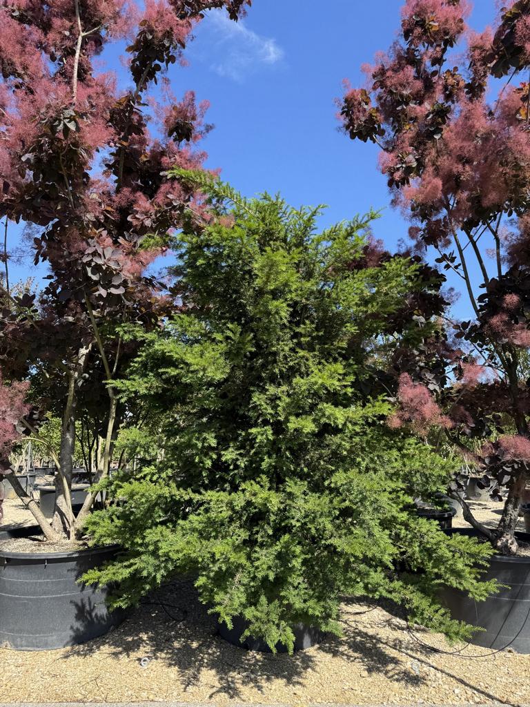 Taxus baccata