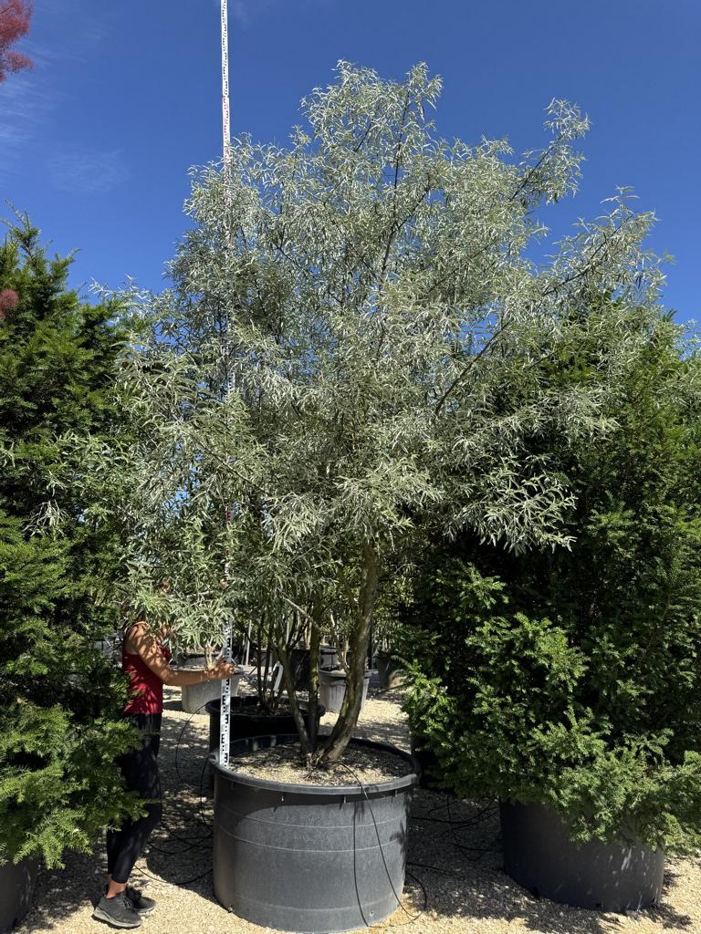 Elaeagnus angustifolia