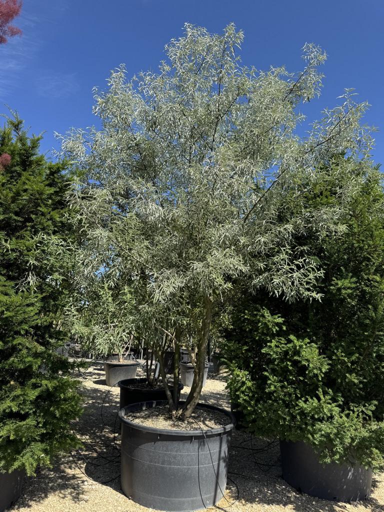 Elaeagnus angustifolia
