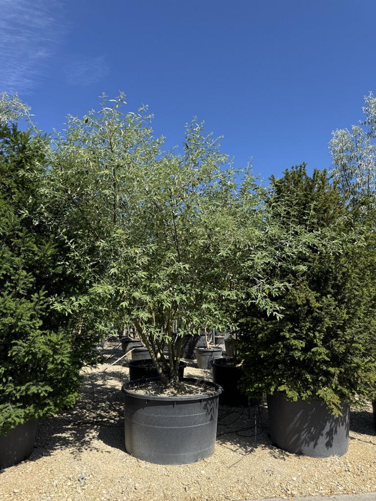 Elaeagnus angustifolia