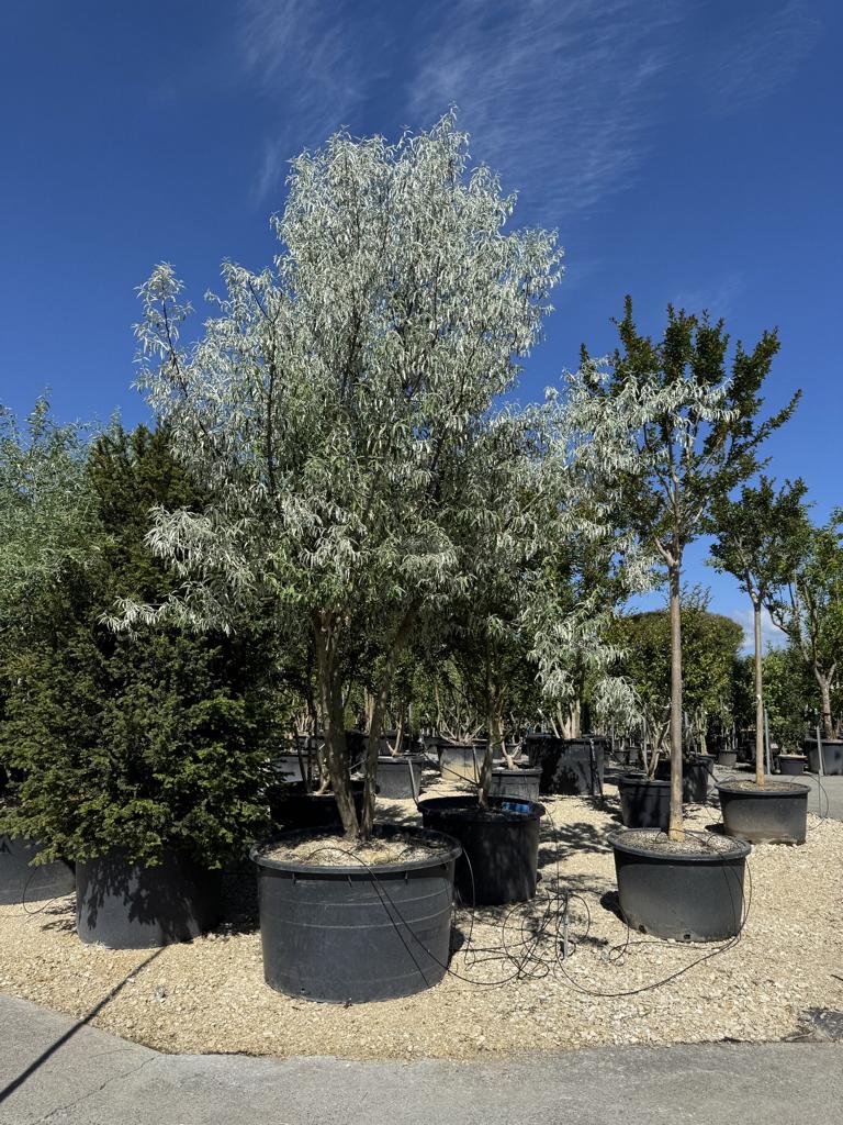 Elaeagnus angustifolia