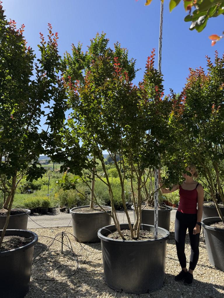 Lagerstroemia 'Dynamite'