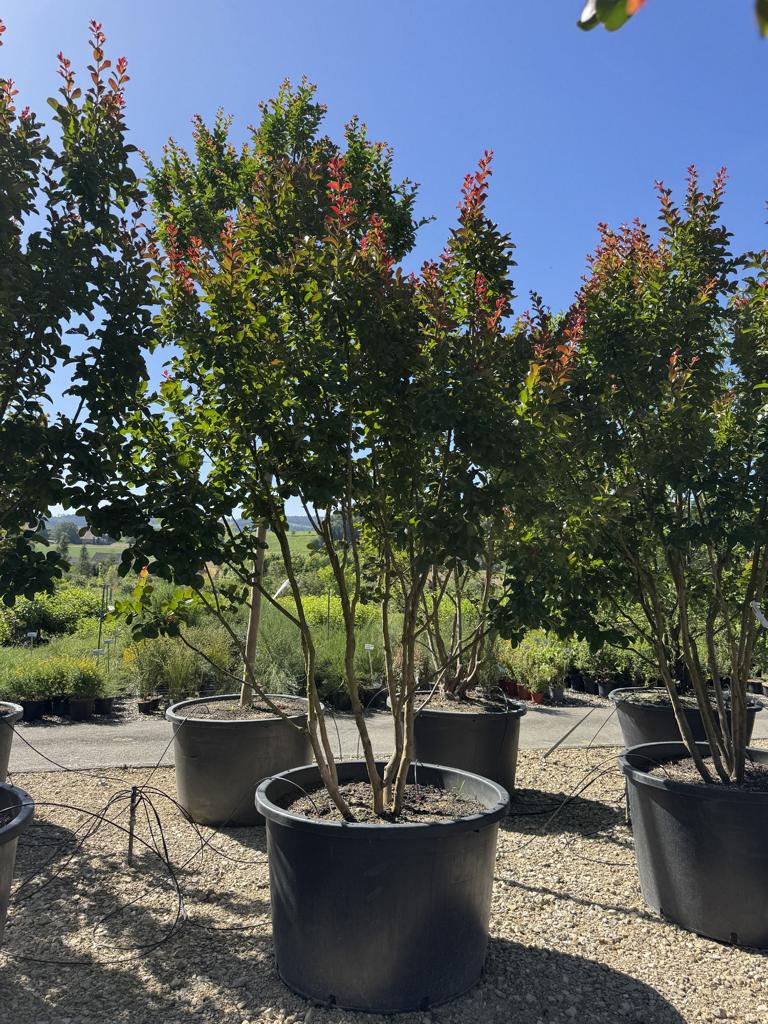 Lagerstroemia 'Dynamite'