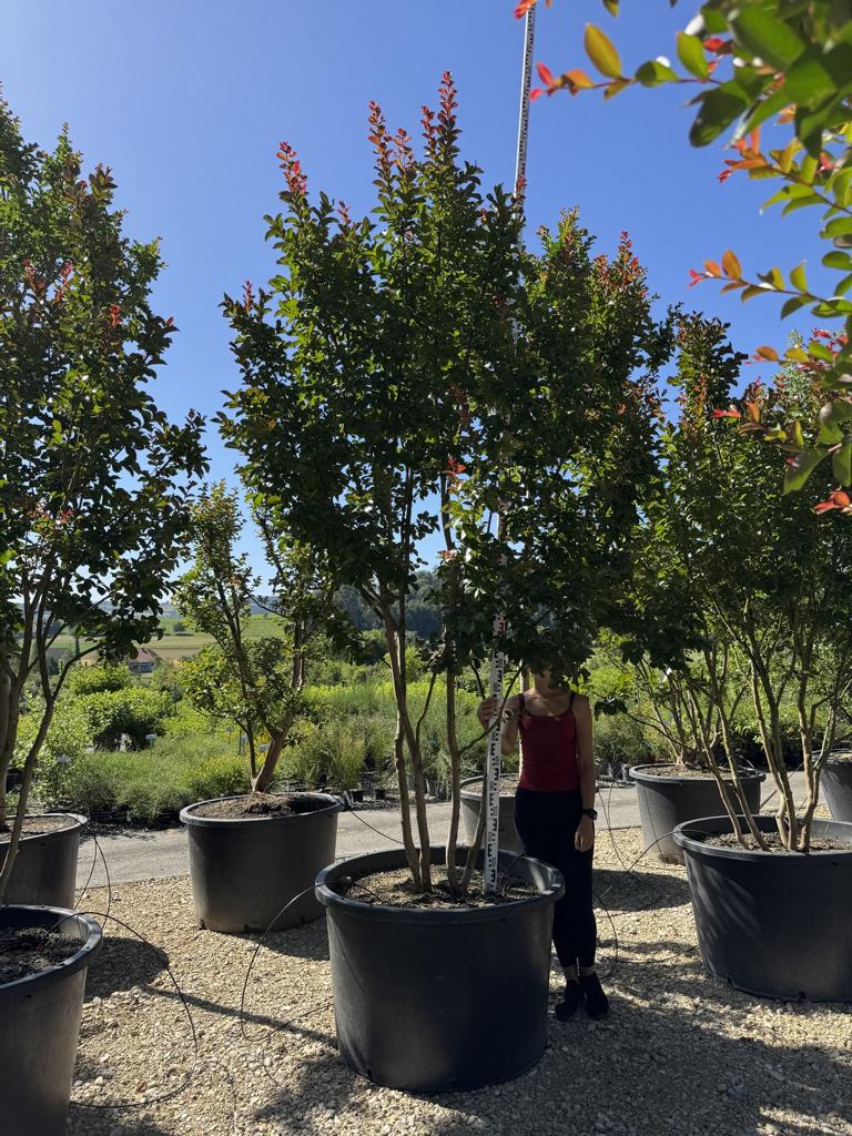 Lagerstroemia 'Dynamite'