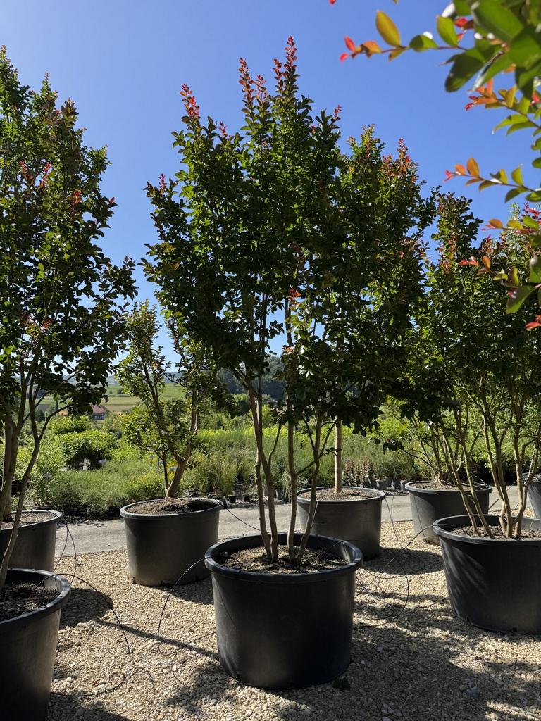 Lagerstroemia 'Dynamite'