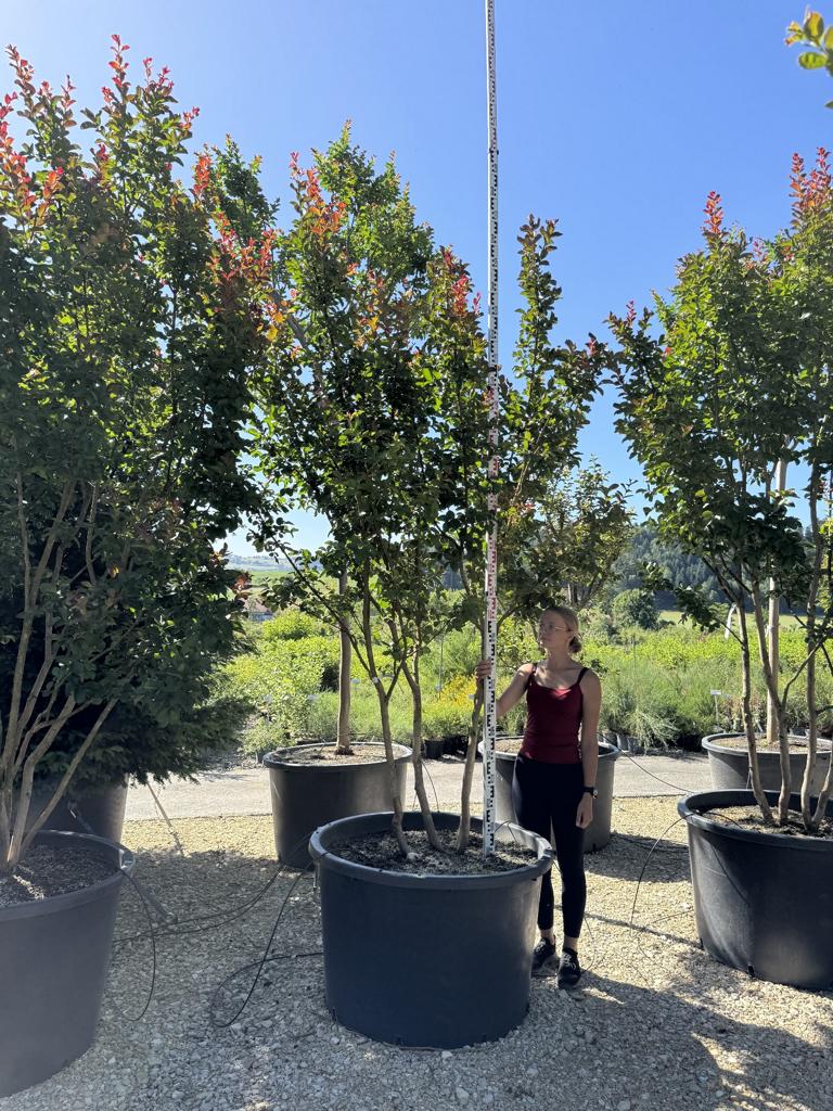 Lagerstroemia 'Dynamite'