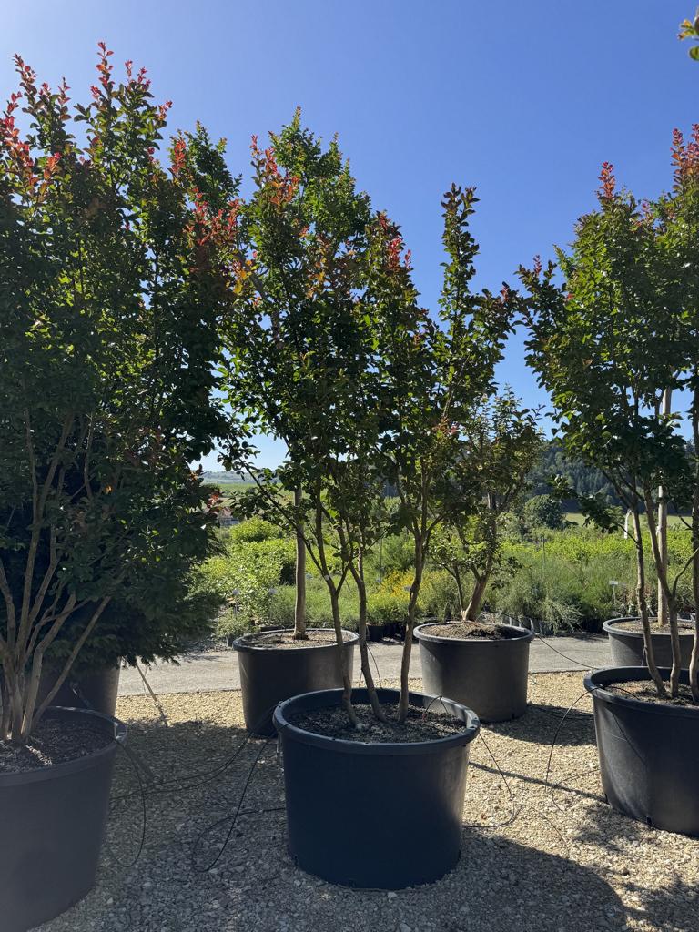Lagerstroemia 'Dynamite'