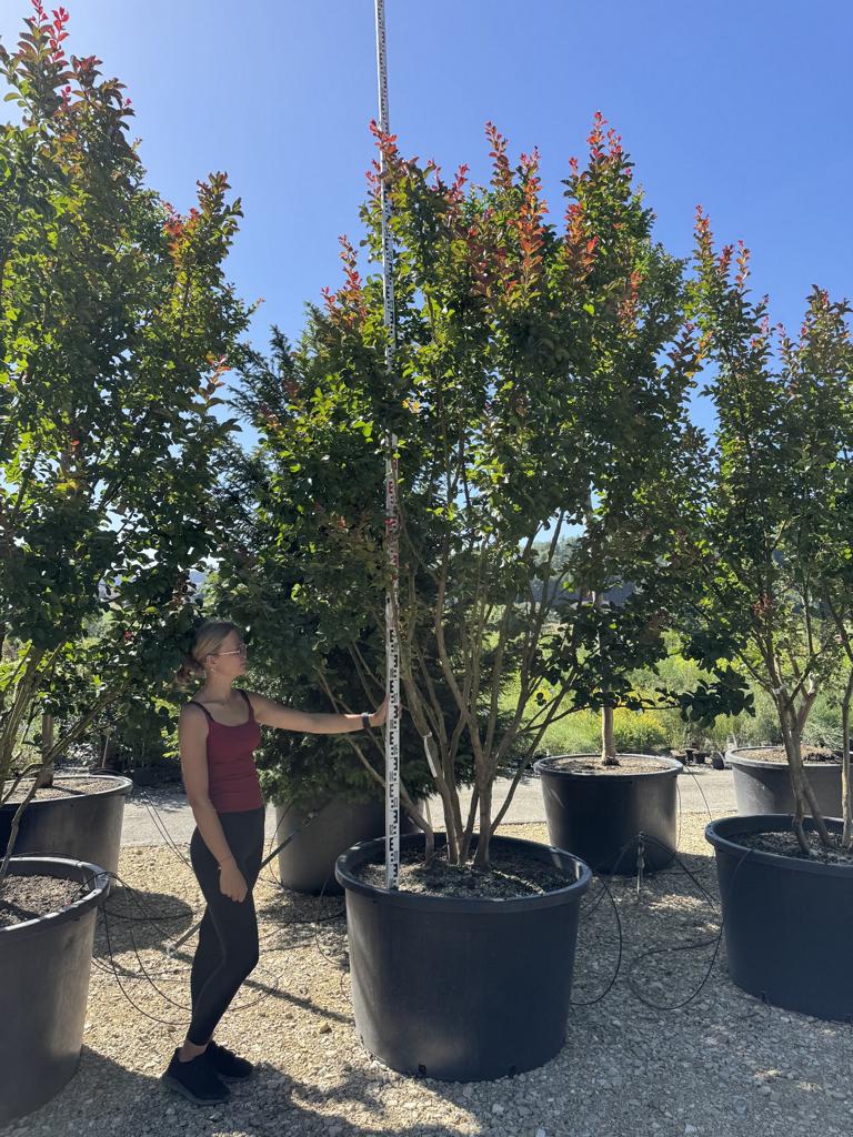 Lagerstroemia 'Dynamite'