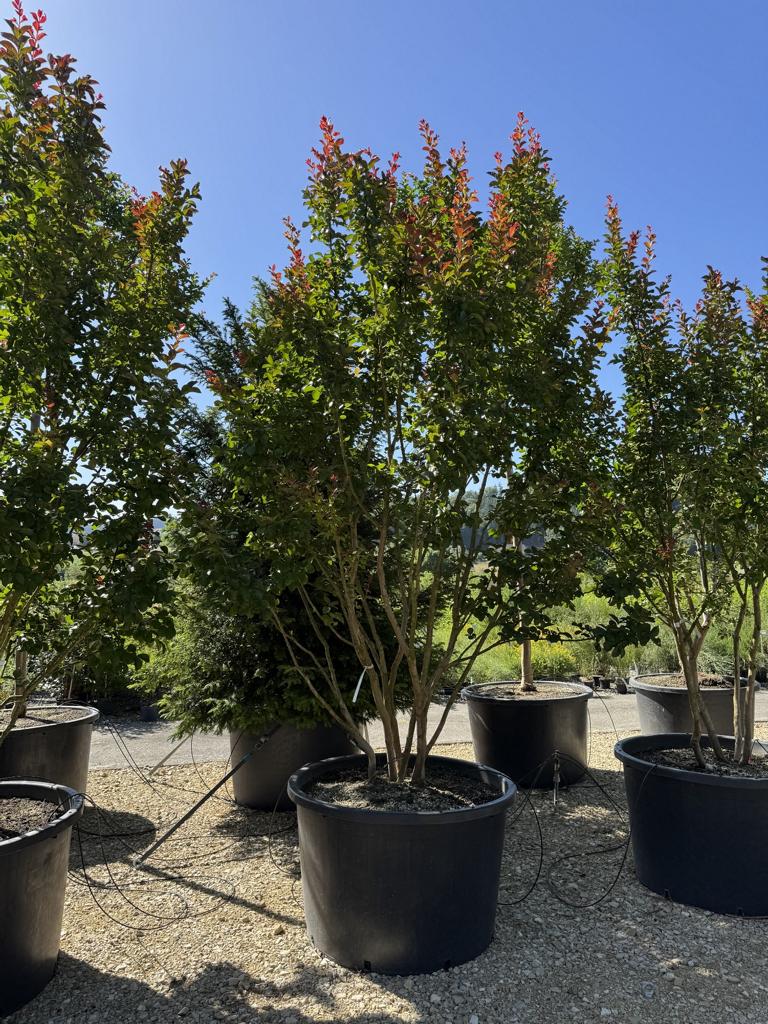 Lagerstroemia 'Dynamite'