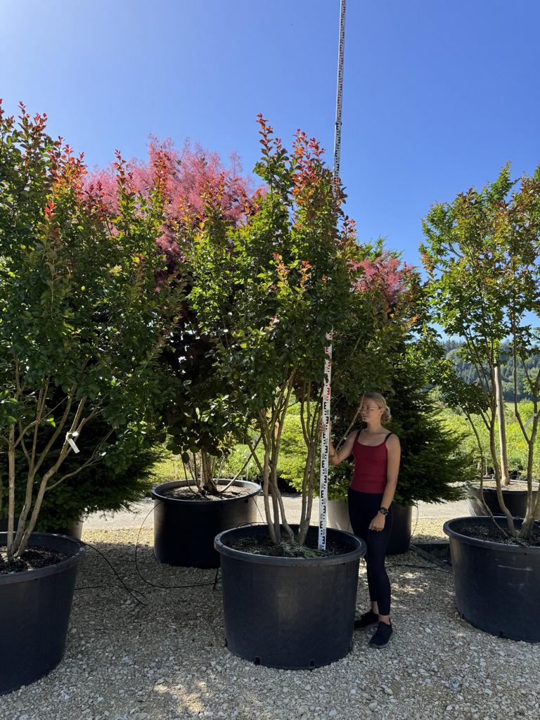 Lagerstroemia 'Dynamite'