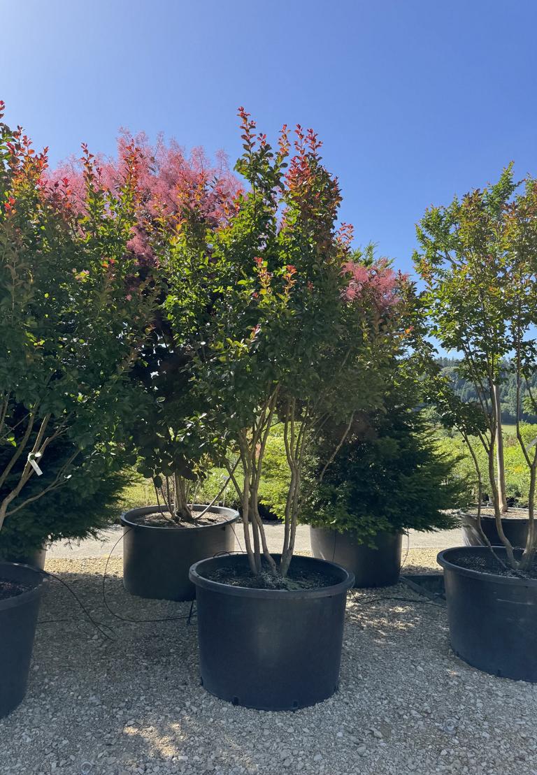 Lagerstroemia 'Dynamite'