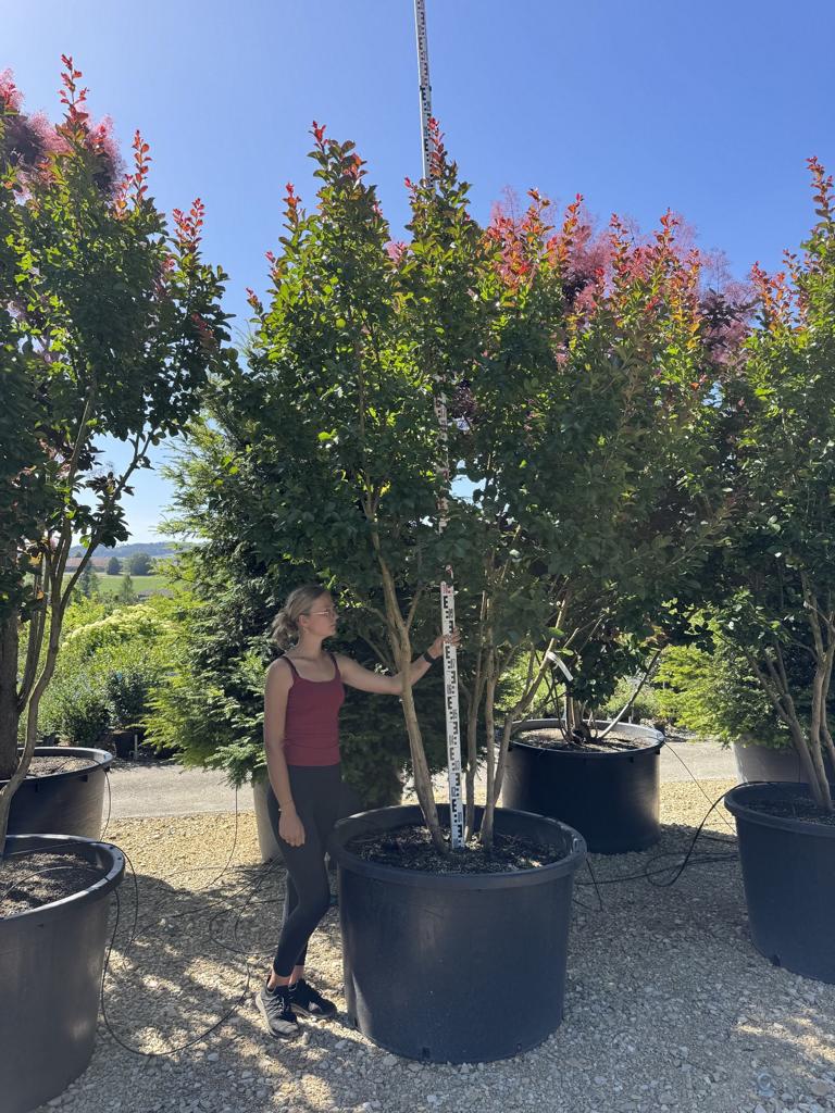 Lagerstroemia 'Dynamite'
