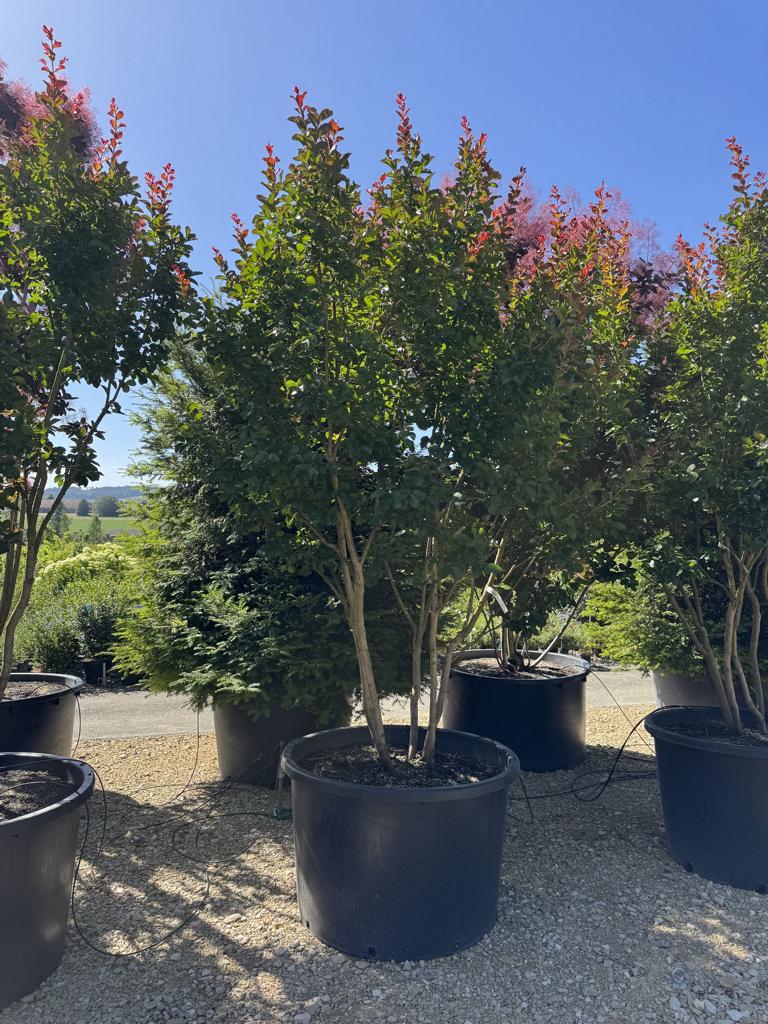 Lagerstroemia 'Dynamite'