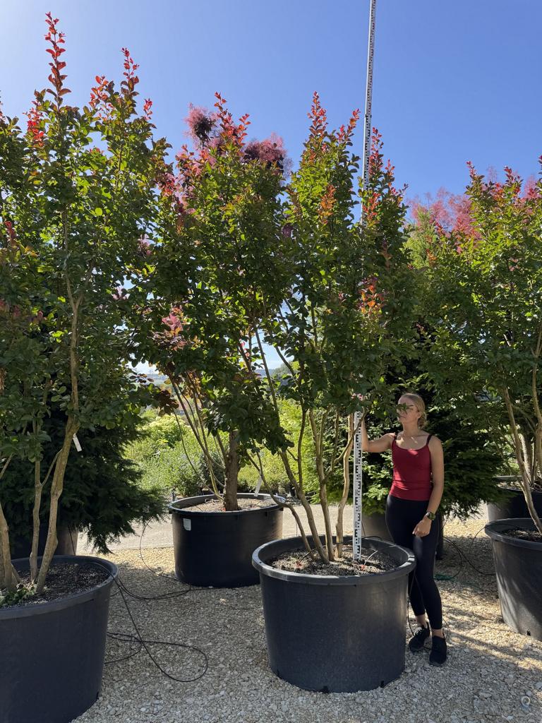 Lagerstroemia 'Dynamite'