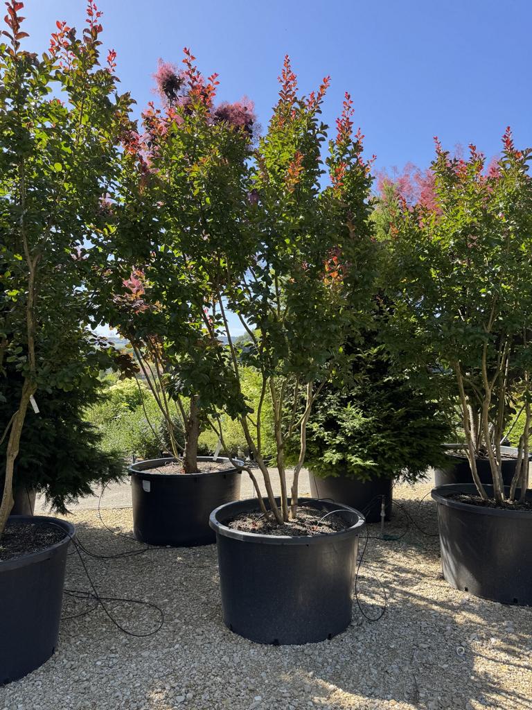 Lagerstroemia 'Dynamite'