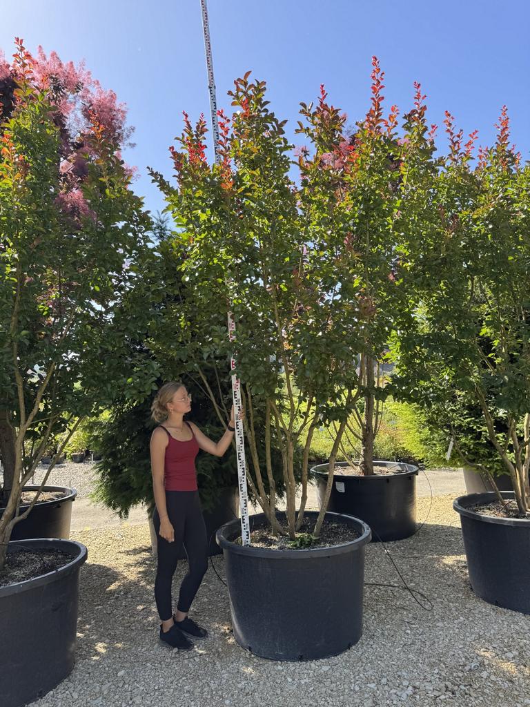 Lagerstroemia 'Dynamite'