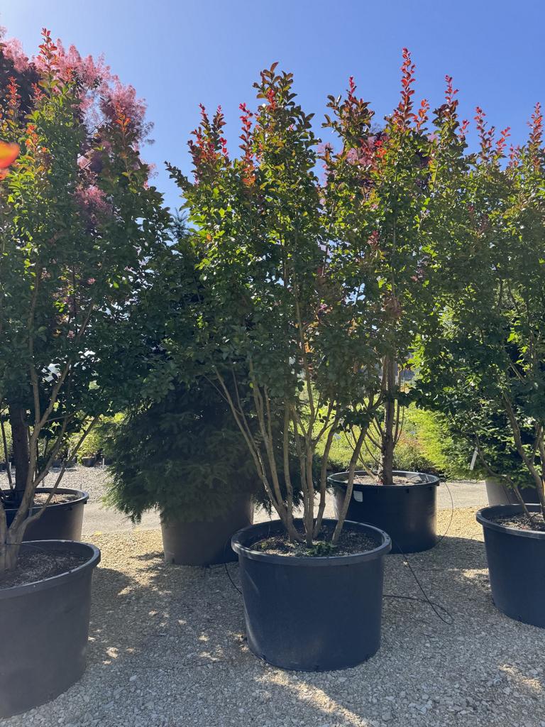 Lagerstroemia 'Dynamite'