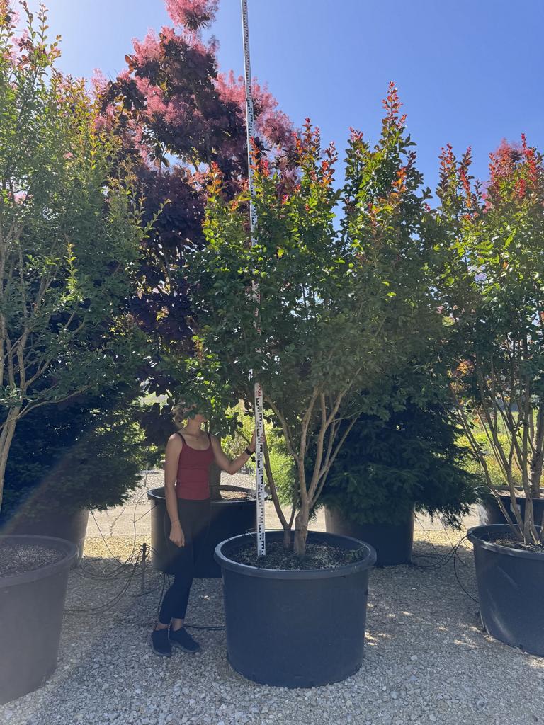 Lagerstroemia 'Dynamite'