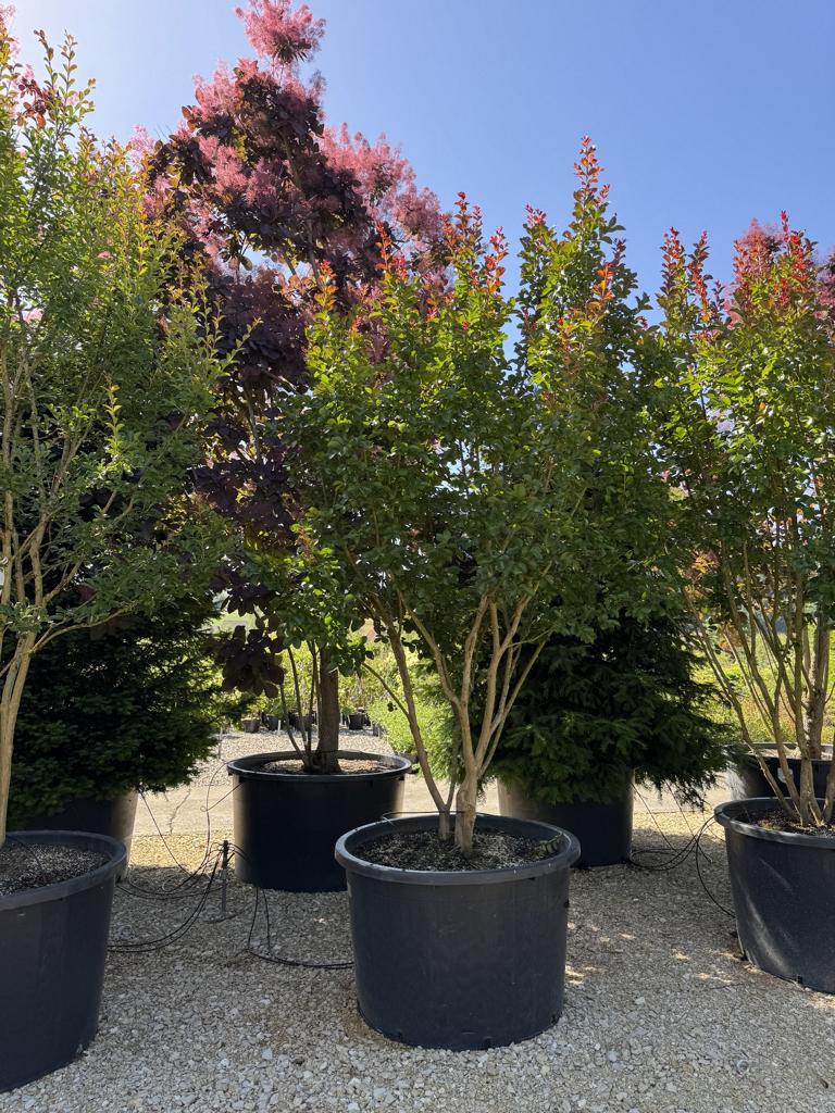 Lagerstroemia 'Dynamite'