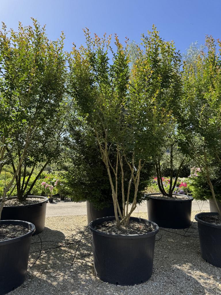 Lagerstroemia indica 'Monbazillac'