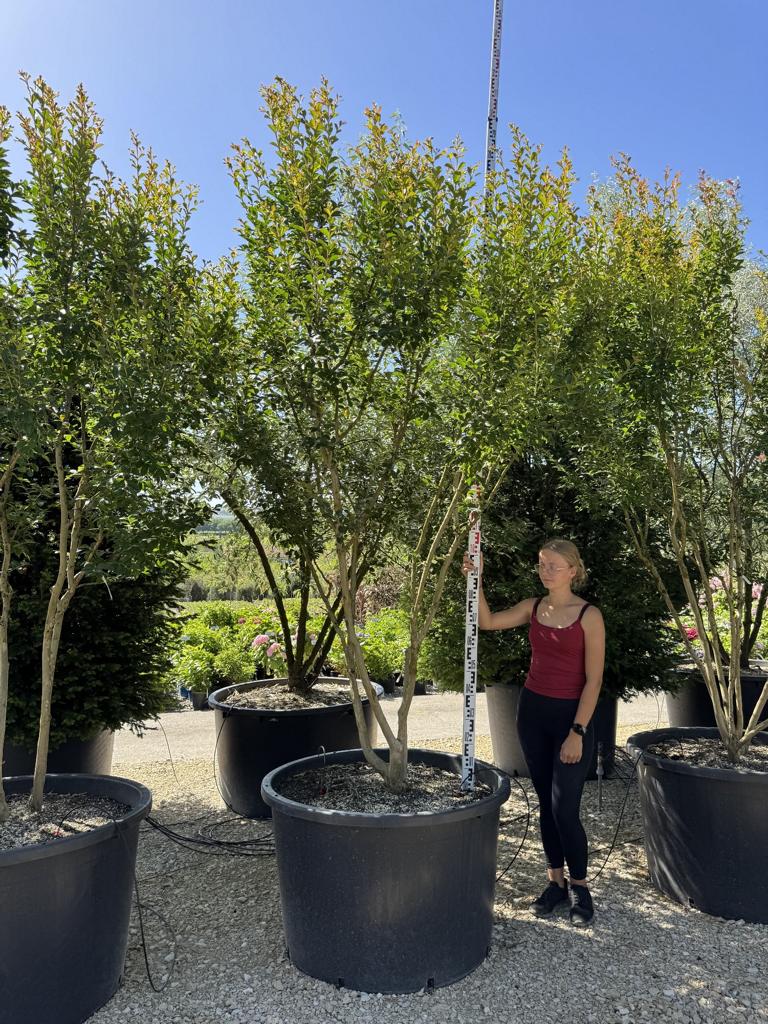 Lagerstroemia indica 'Monbazillac'