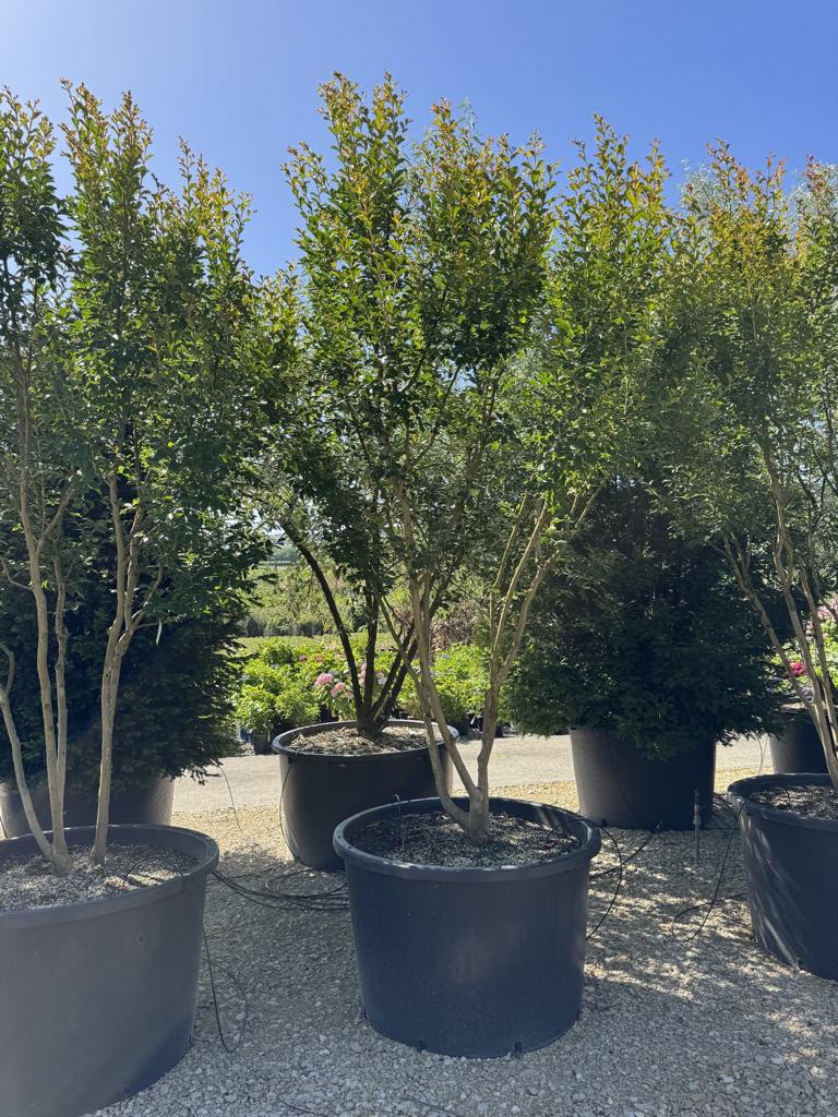 Lagerstroemia indica 'Monbazillac'