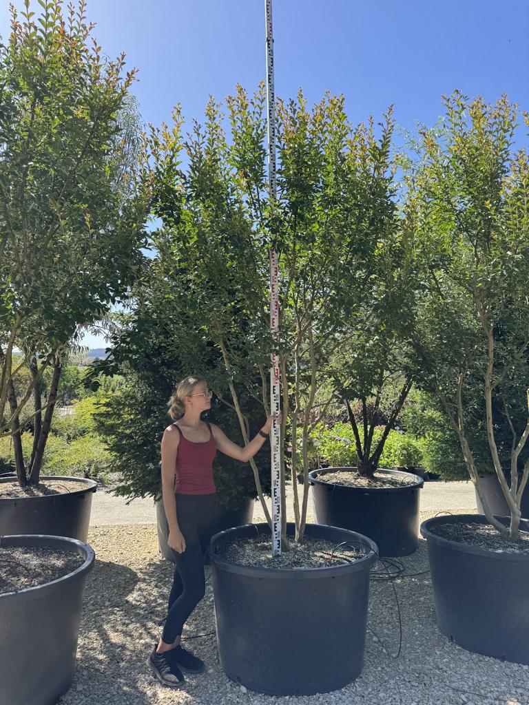 Lagerstroemia indica 'Monbazillac'