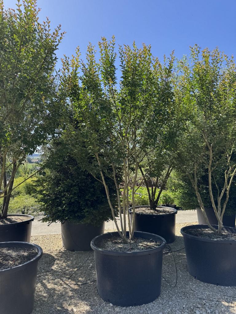 Lagerstroemia indica 'Monbazillac'
