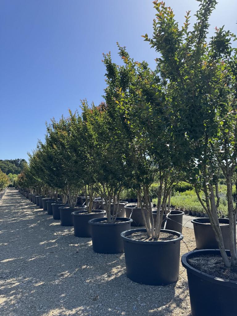 Lagerstroemia indica 'Monbazillac'