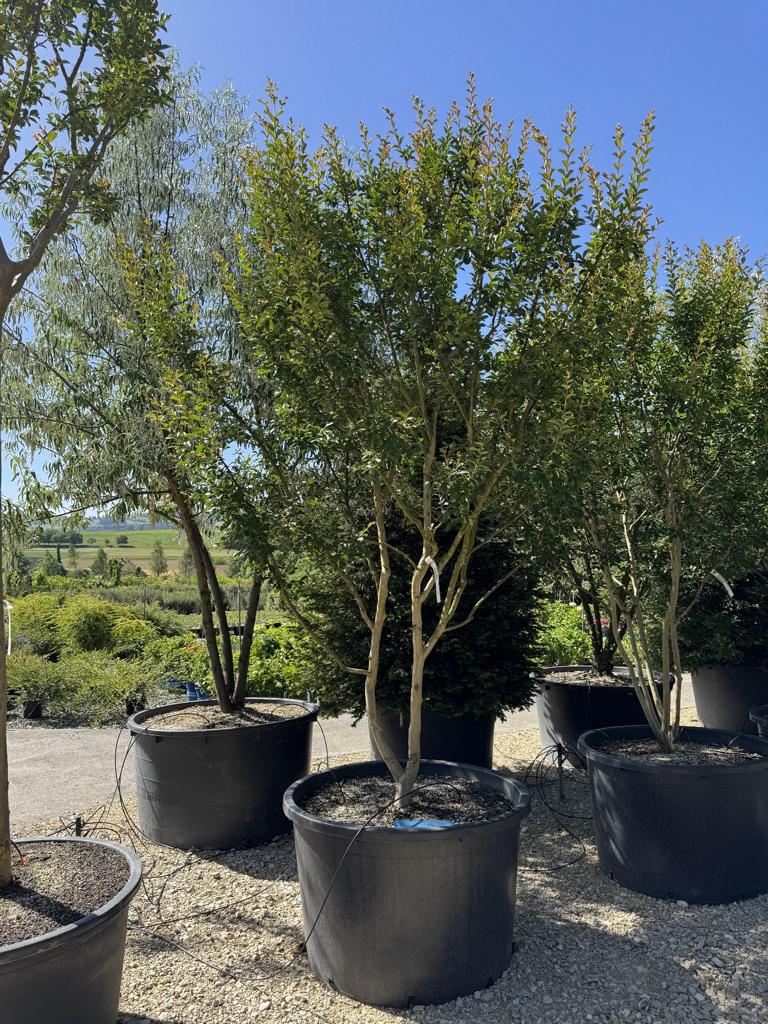 Lagerstroemia indica 'Monbazillac'
