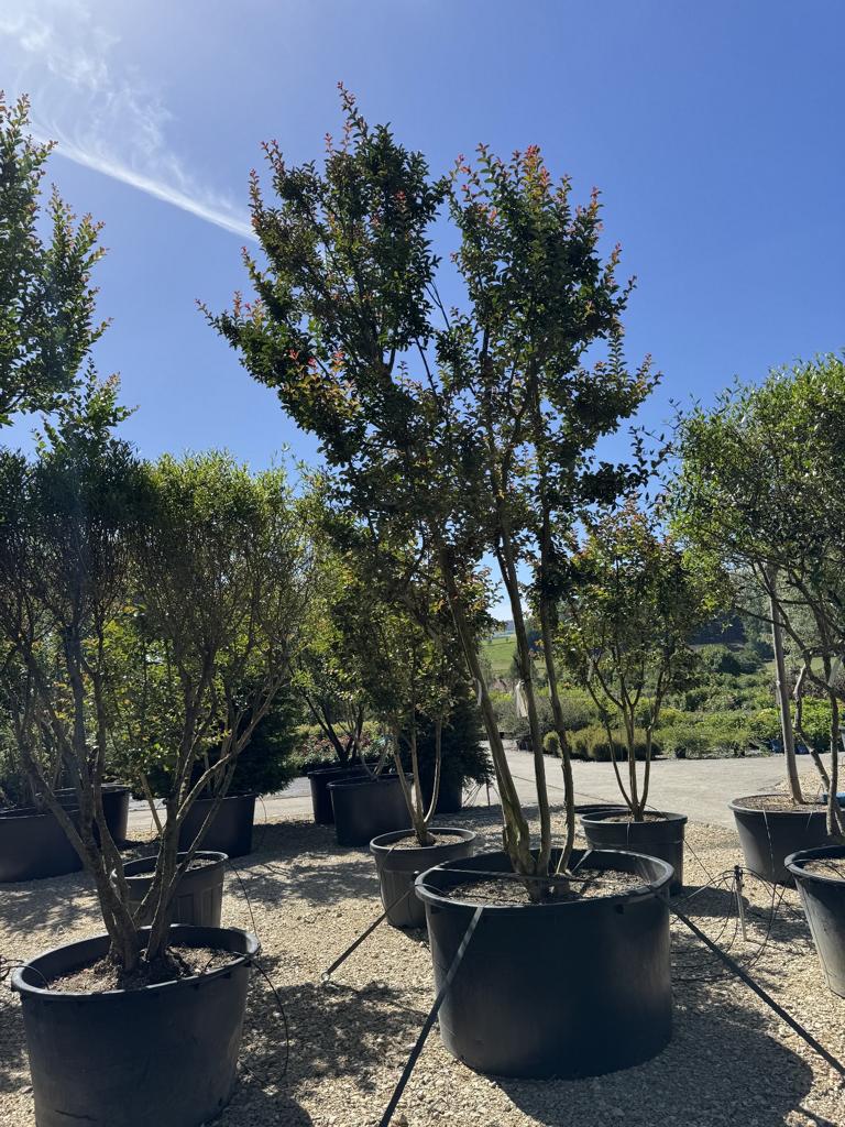Lagerstroemia indica 'Carolina Beauty'