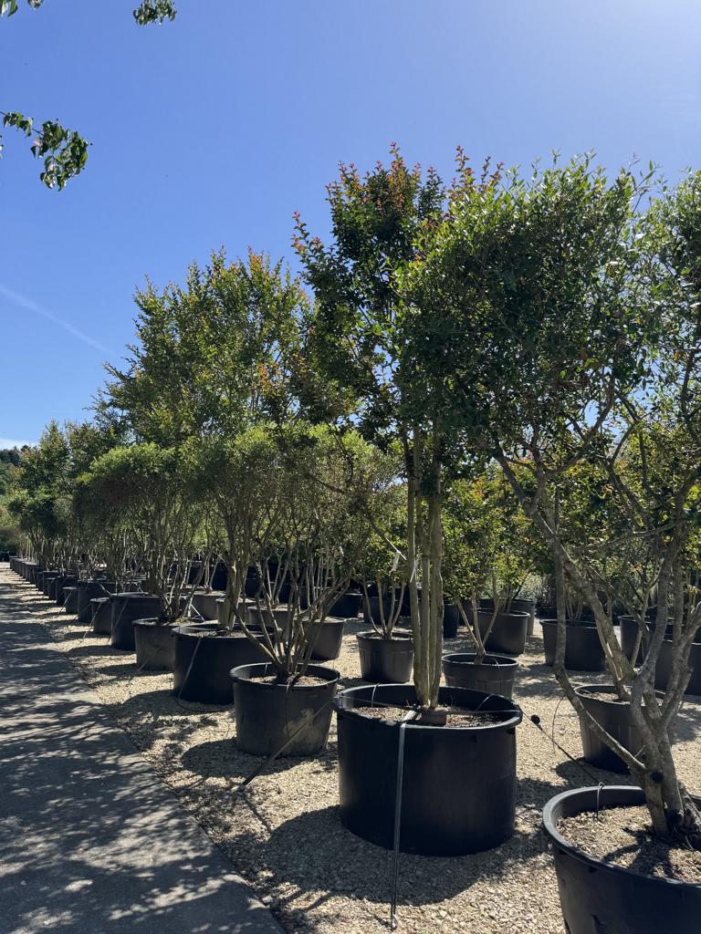 Lagerstroemia indica 'Carolina Beauty'