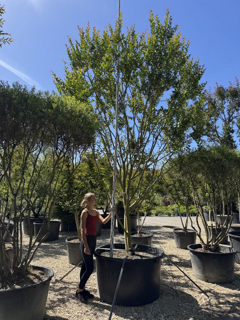 Lagerstroemia indica 'Maïte Red'