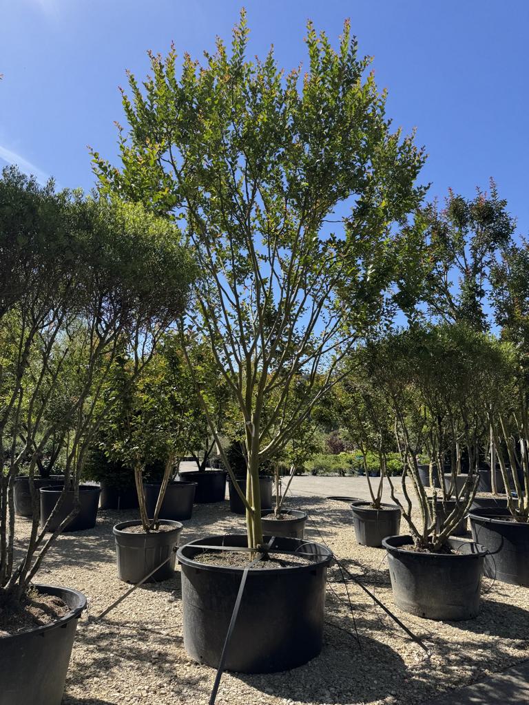 Lagerstroemia indica 'Maïte Red'