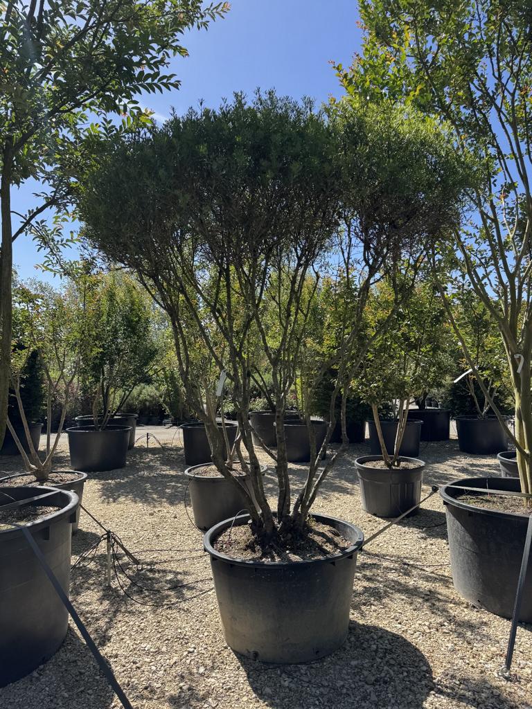 Phillyrea angustifolia Schirmform