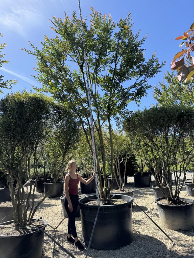 Lagerstroemia 'Osage'