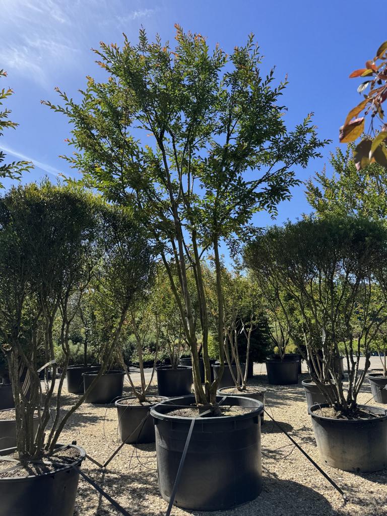 Lagerstroemia 'Osage'