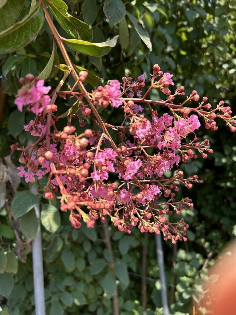 Lagerstroemia 'Osage'