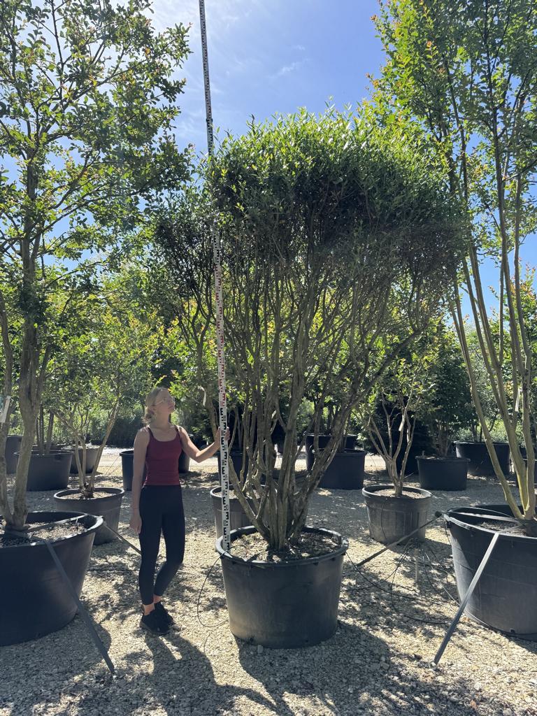 Phillyrea angustifolia Schirmform