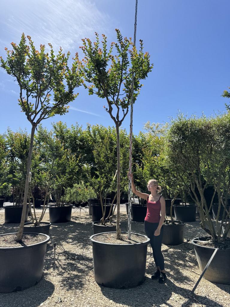 Lagerstroemia indica 'Saint-Emilion'