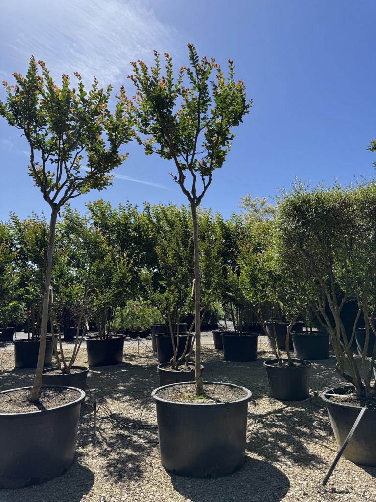 Lagerstroemia indica 'Saint-Emilion'