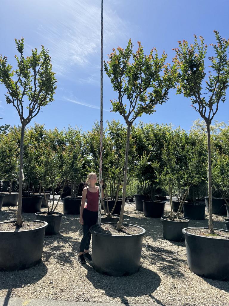 Lagerstroemia indica 'Saint-Emilion'
