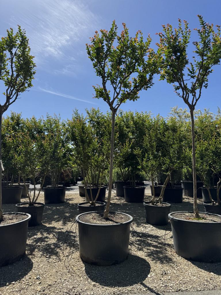 Lagerstroemia indica 'Saint-Emilion'