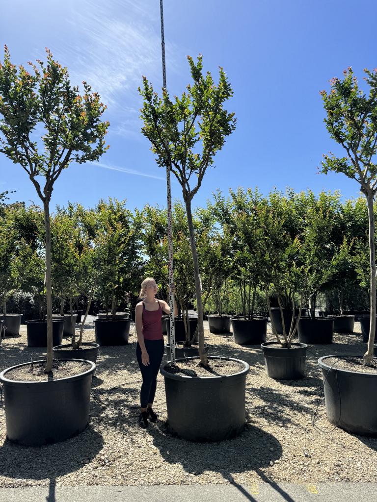 Lagerstroemia indica 'Saint-Emilion'