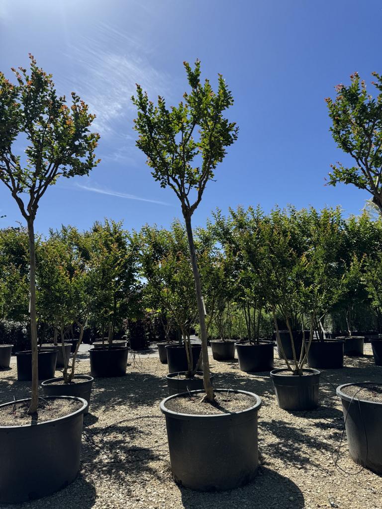 Lagerstroemia indica 'Saint-Emilion'