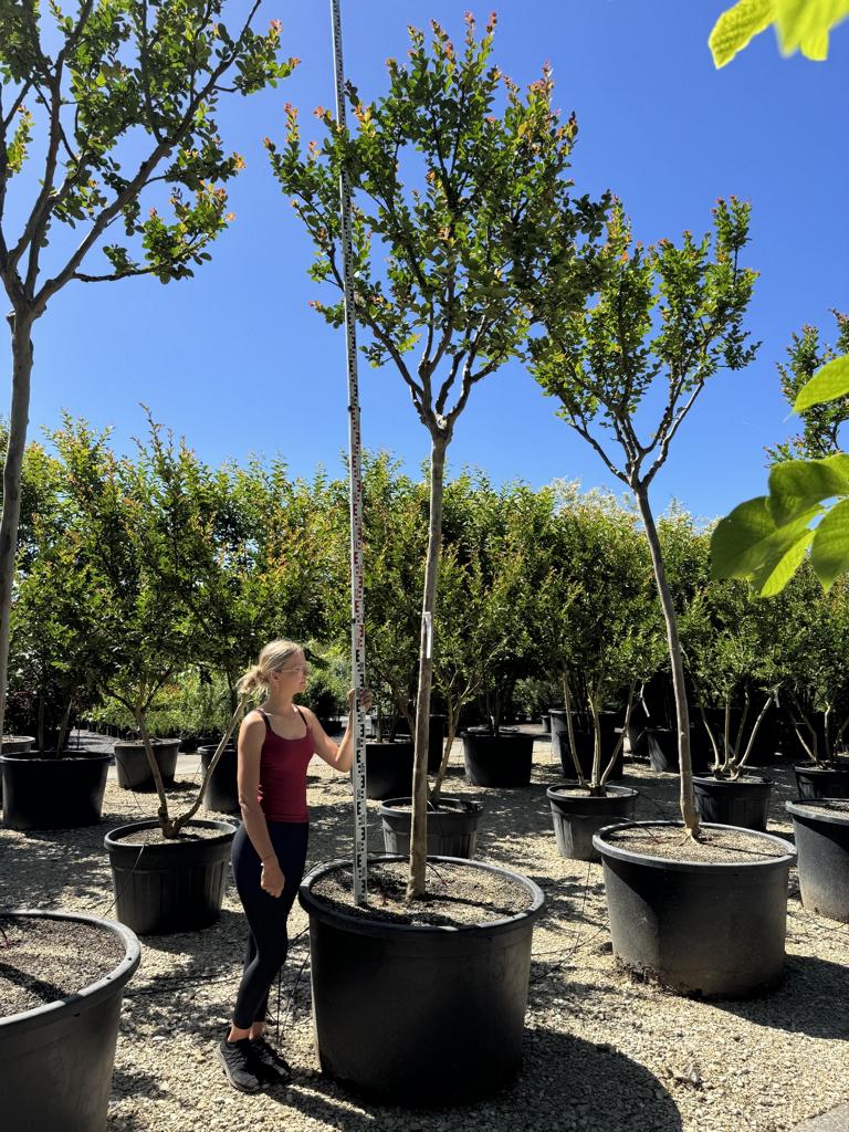 Lagerstroemia indica 'Saint-Emilion'