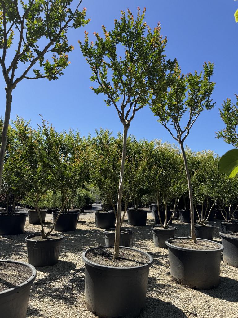Lagerstroemia indica 'Saint-Emilion'