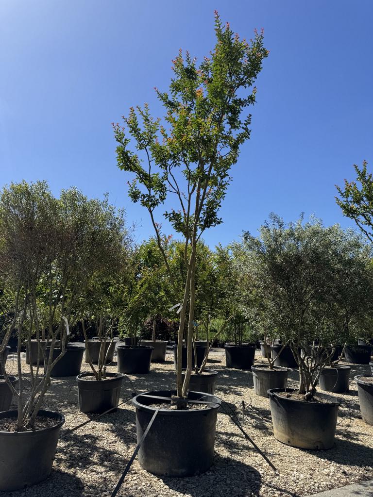 Phillyrea angustifolia Schirmform