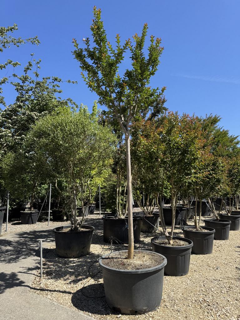 Lagerstroemia indica 'Grande Cru' dunkelrosa / rose foncé