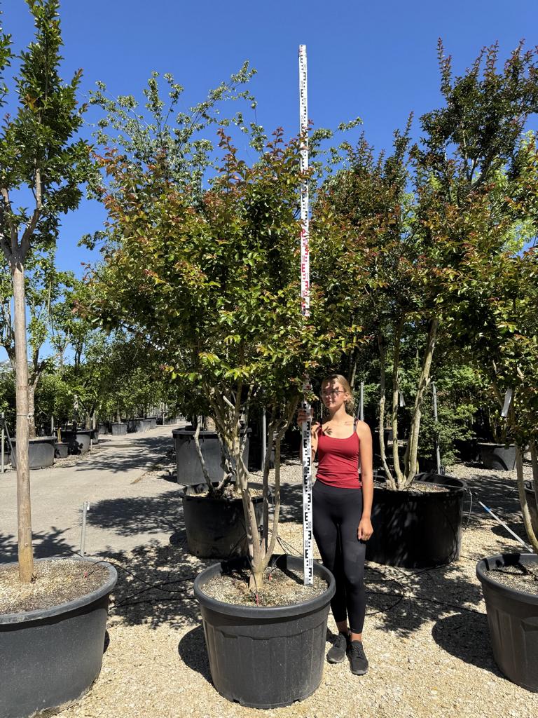 Lagerstroemia indica 'Souvenir d'Andre Desmartis'